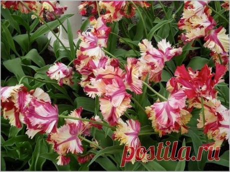 Тюльпаны в цвету - сорта