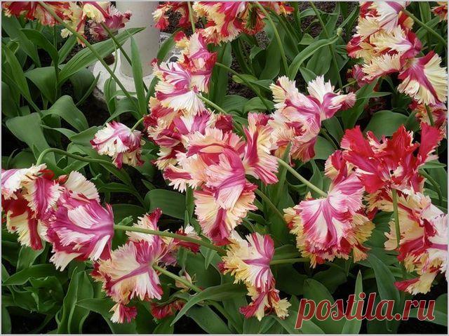 Тюльпаны в цвету - сорта