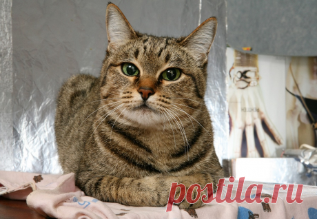 🐱11 изменений в поведении кошки, на которые обязательно нужно обратить внимание! | Нос, хвост, лапы | Дзен