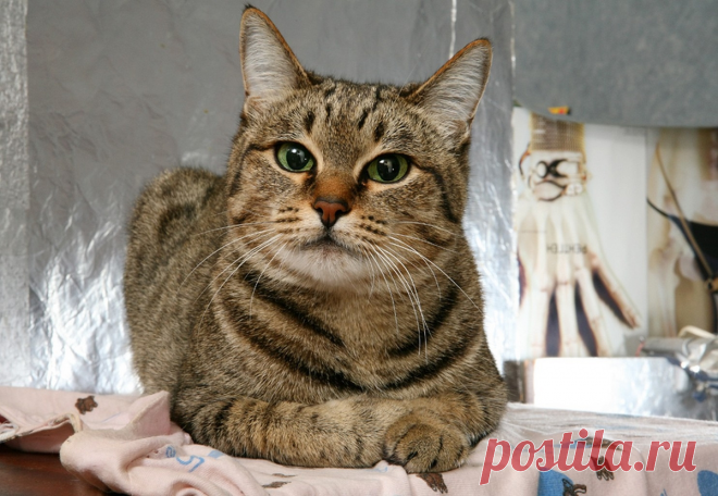 🐱11 изменений в поведении кошки, на которые обязательно нужно обратить внимание! | Нос, хвост, лапы | Дзен