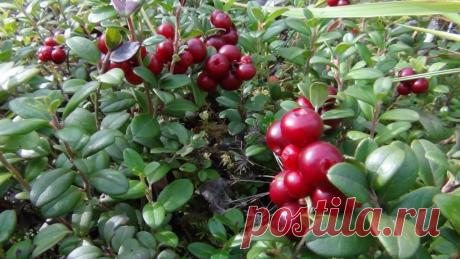 Ягода, которая считается одной из самых полезных
Она имеет, как лечебные эффекты, так и прекрасные вкусовые характеристики. О том, какое позитивное влияние на здоровье оказывает брусника, лечебных свойствах и противопоказаниях к употреблению этого …