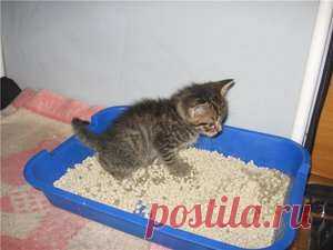 Как приучить котенка ходить в лоток: эксперименты с расположением лотка, а также советы специалистов | Краше Всех