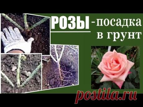Посадка роз в грунт. Как сажать розы