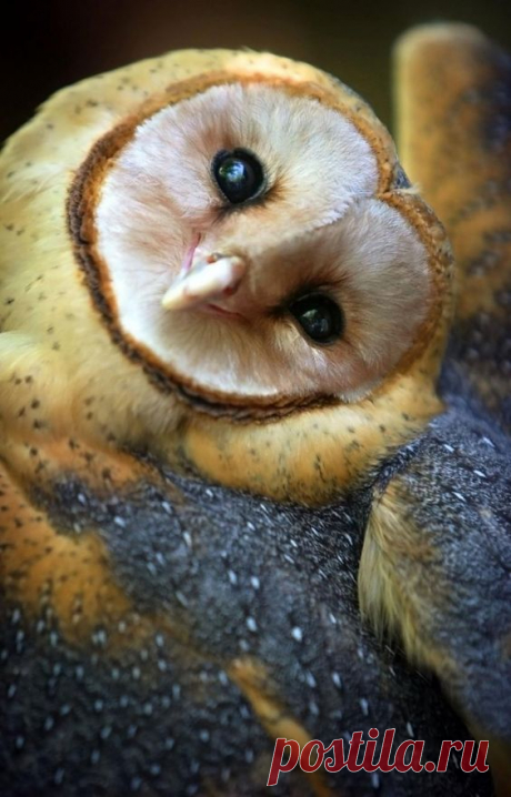 (5) Pinterest