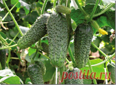 Как вырастить огурцы.Видео.