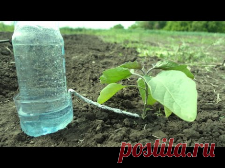 КАПЕЛЬНЫЙ ПОЛИВ ИЗ БУТЫЛКИ ЧАСТЬ 2