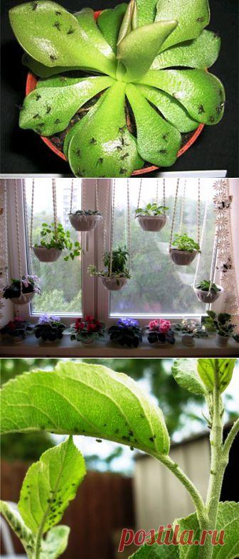 (+1) тема - Чем опасны мошки на цветах и как с ними бороться | МОЙ ДОМ