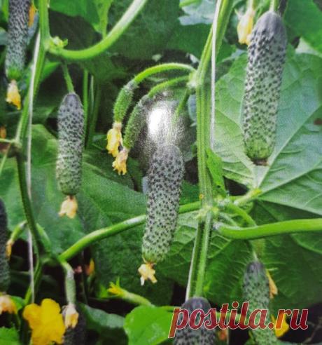 Огурцы плодоносят до поздней осени. На каких этапах и чем нужно подкармливать | Вкусные калории | Яндекс Дзен