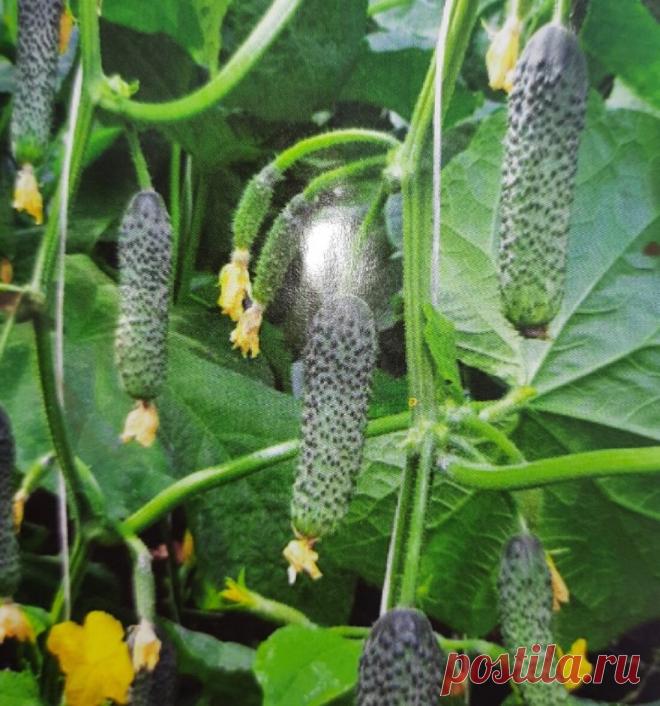 Огурцы плодоносят до поздней осени. На каких этапах и чем нужно подкармливать | Вкусные калории | Яндекс Дзен