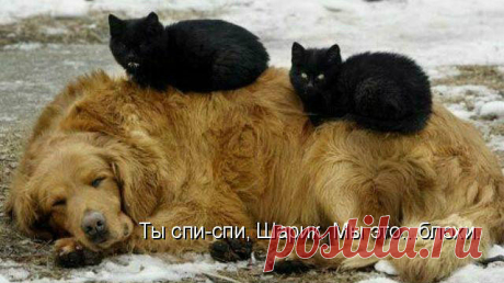 Немного позитива! Поднимаем настроение! &amp;#8212; Чудеса