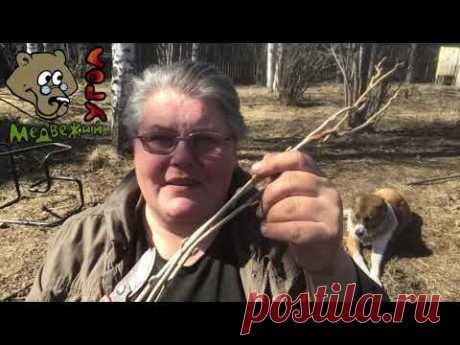 ЧАЙ ИЗ ВЕТОЧЕК ЧЕРНОЙ СМОРОДИНЫ (Школа травоведения)