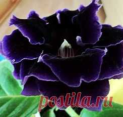 Глоксинии махровые-прекрасное рядом | 4