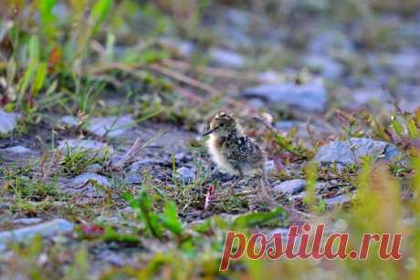 Это птенец белохвостого песочника (Calidris temminckii). "Чтобы увидеть его, пришлось сидеть неподвижно около получаса. Самка поняла, что опасности нет и позволила птенцу выйти", — рассказывает Александра Марченко, nat-geo.ru/photo/user/52059