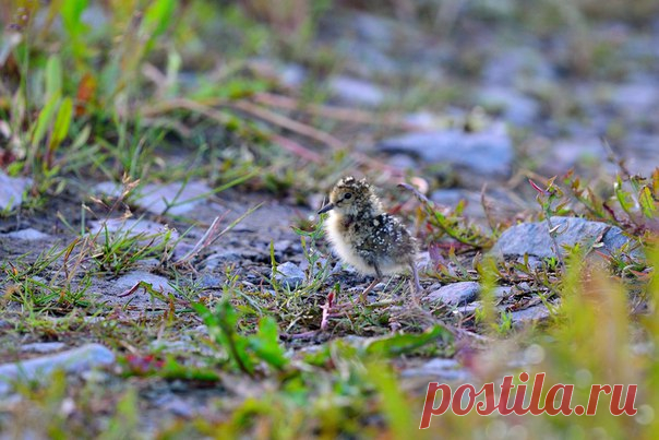Это птенец белохвостого песочника (Calidris temminckii). "Чтобы увидеть его, пришлось сидеть неподвижно около получаса. Самка поняла, что опасности нет и позволила птенцу выйти", — рассказывает Александра Марченко, nat-geo.ru/photo/user/52059