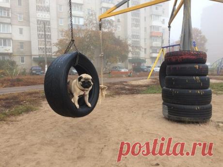 Очаровательные мопсы / Питомцы