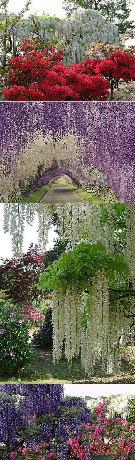 ЛЕГЕНДА О ГЛИЦИНИИ.Парк глициний в Японии