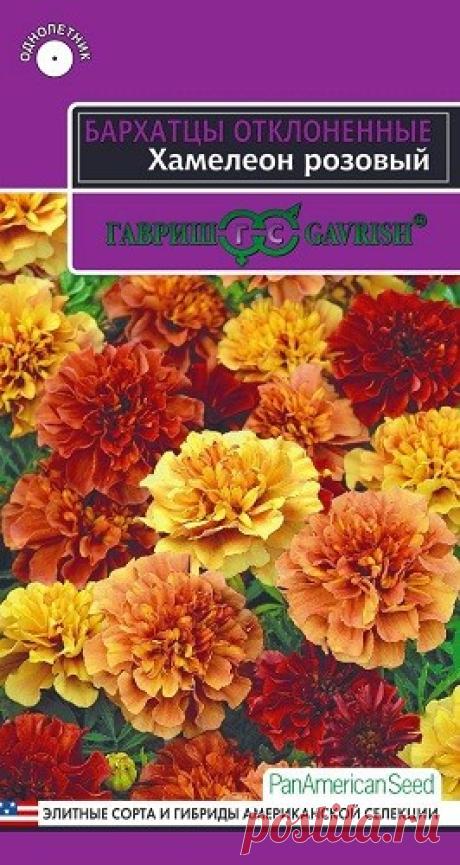 Бархатцы отклоненные "Хамелеон розовый