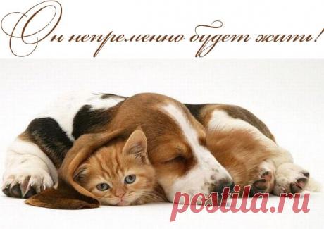 Он непременно будет жить!.