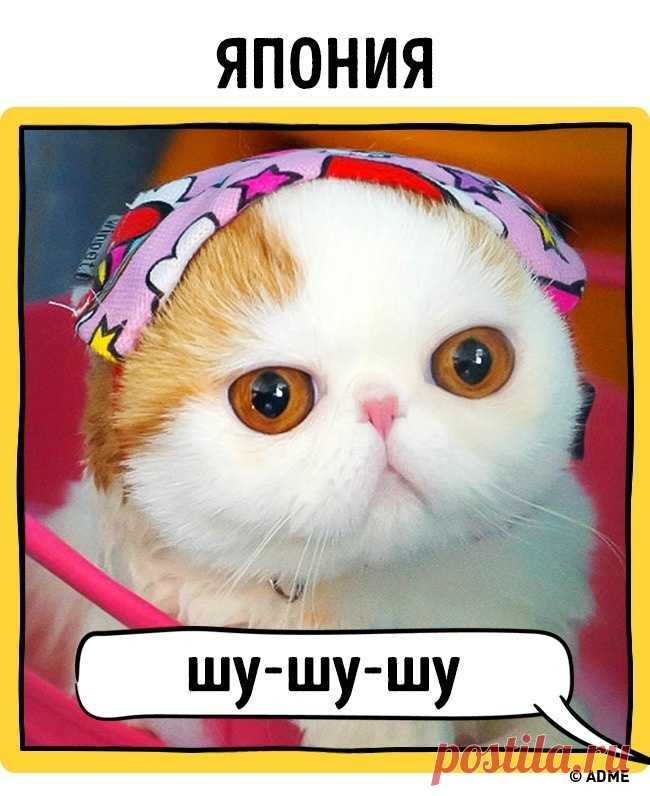 Как в разных странах подзывают кошек