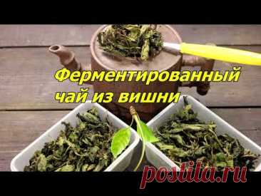 ФЕРМЕНТИРОВАННЫЙ ЧАЙ-простой рецепт. Из листьев ВИШНИ. Основной принцип ферментации.