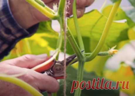 Как правильно прищипывать огурцы для большого урожая - Идеальная хозяйка