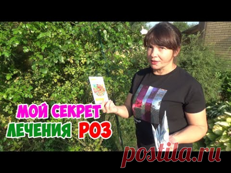 КАК Я ВЫЛЕЧИЛА РОЗЫ от черной пятнистости, ржавчины, серой гнили и мучнистой росы!