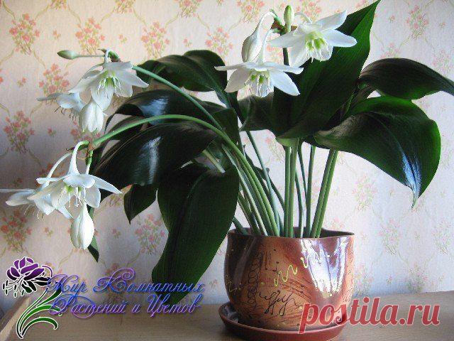 Новости.Эухарис(Амазонская лилия)