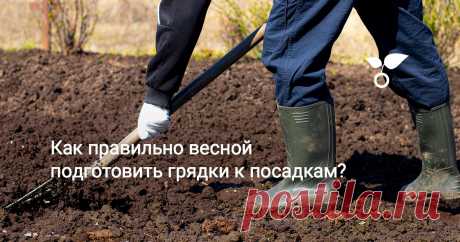 Как правильно весной подготовить грядки к посадкам? Прежде чем «переселить» на участок рассаду или семена и с головой погрузиться в летние хлопоты, нужно заняться подготовкой грядок.