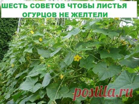 (26) Одноклассники