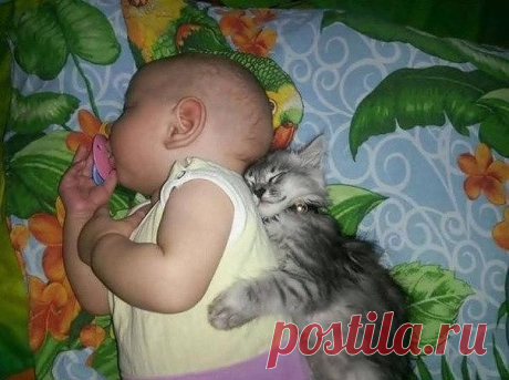 Кот - игрушка, кот - подушка, кот - любимая подружка. Кот &quot;будильником&quot; слывет... Спать уложит тоже кот. Как мы жили без кота? Комфортабельность не та!!!