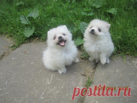 Горошинки шпицы