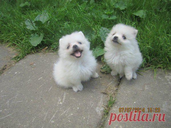 Горошинки шпицы