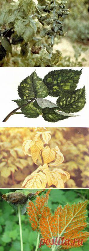 (+1) тема - Вирусные заболевания малины | 6 соток