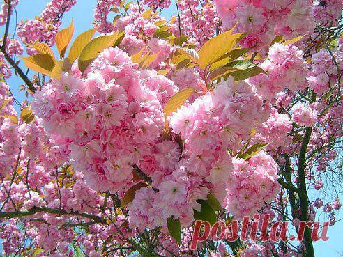 Мы часто все, о чем ни будь, мечтаем
Стремимся и хотим достойно жить
Но заповедь простую забываем
Друг другу доброту души дарить

Дарить слова, свое расположение
Дарить дела, поддержку, теплоту
Внимание, забота, уважение
Пусть заполняют жизни пустоту

Дарить любовь, и веру, и надежду
Всем, кто отчаялся на жизненном пути
Пусть звезды засияют им, как прежде
И станет дальше легче им идти

И ничего, в ответ не ожидайте....