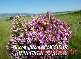 ЛЕЧЕБНЫЕ ТРАВЫ- Лечение народной медициной | ЗОЖ