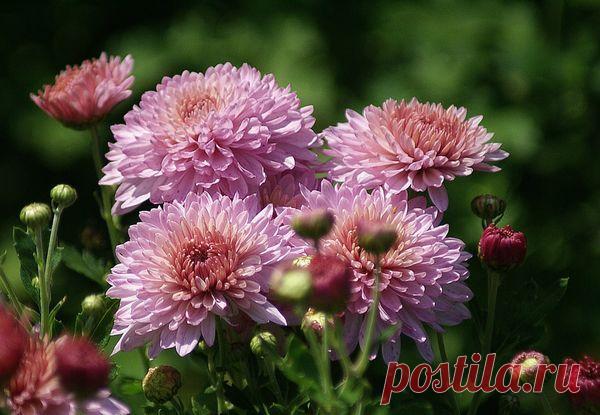 Время осенней посадки многолетников — 6 соток