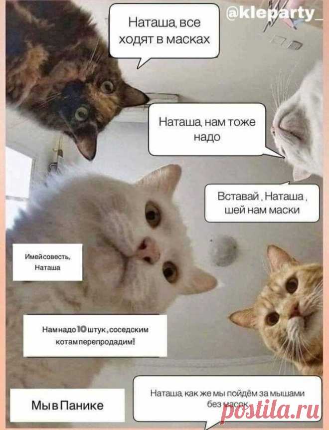 Наташ, ты спишь?: подборка мемов с котиками Наташи, которые