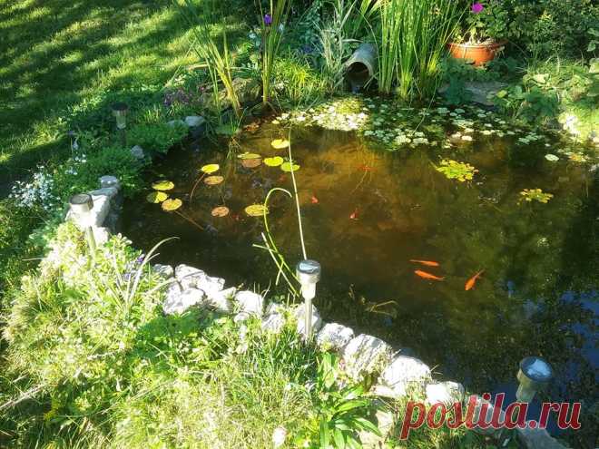 Дачники, у кого есть водоем на участке, пруд, ручей, ванна прикопанная. 
Поделитесь фотами и описанием, природный или искусственный водоем,