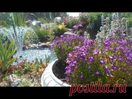 Лобелия -  выращивание и уход