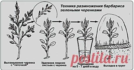 БАРБАРИС ТУНБЕРГА. ТЕХНИКА РАЗМНОЖЕНИЯ ЧЕРЕНКАМИ. | Мамам, женщинам, бабушкам и очень любознательным.
