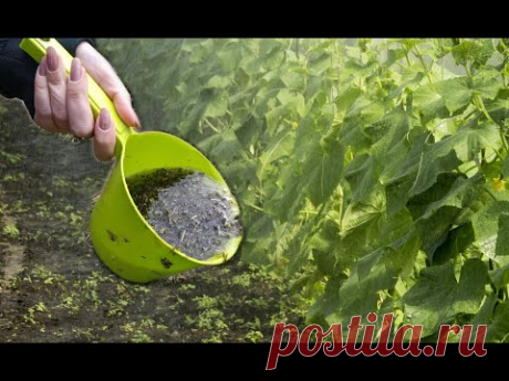 Полила этим огурцы, прут и прут куда девать их столько. Подкормка огурцов.