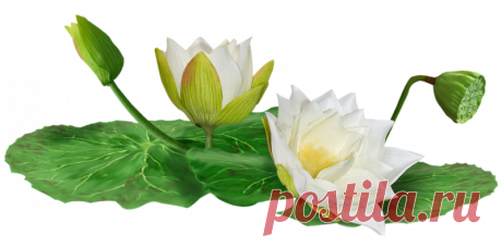 разные красивые детали на прозрачном фоне: 19 тыс изображений найдено в Яндекс.Картинках