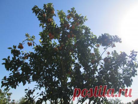 А так растут  апельсины.