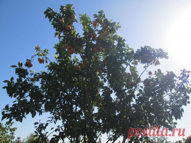 А так растут  апельсины.