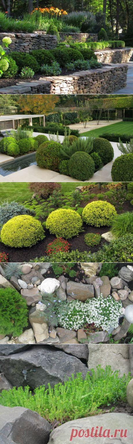 Как использовать карликовые хвойники в ландшафтном дизайне