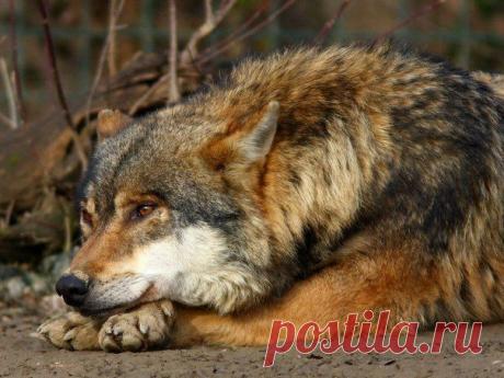 Вдали от дома в поздний час, мы помним тех, кто помнит нас,
и только бы хватило сил, забыть про тех, кто нас забыл...