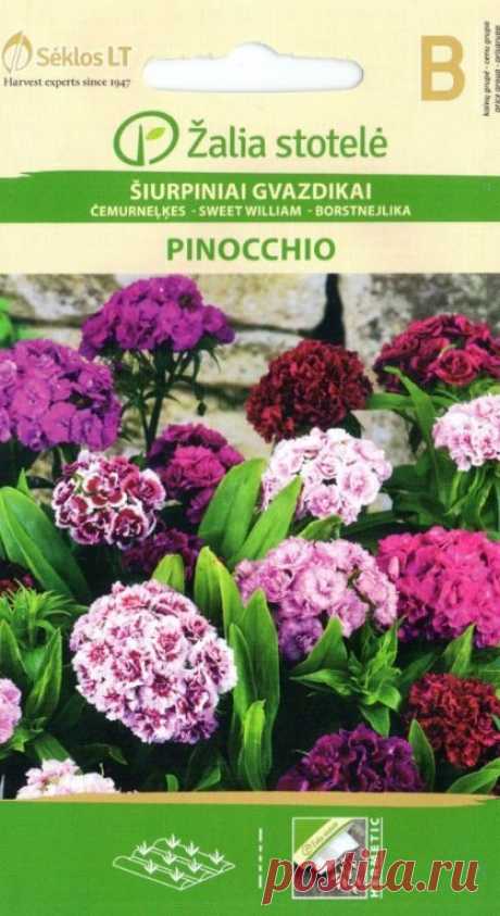 ГВОЗДИКА ТУРЕЦКАЯ PINOCCHIO ЦЕНА