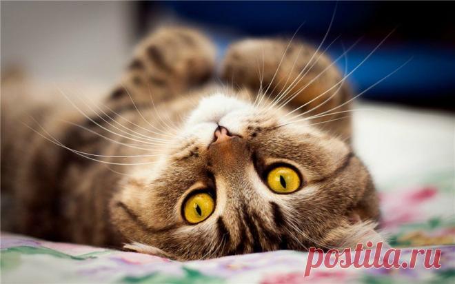 Звериный позитив.