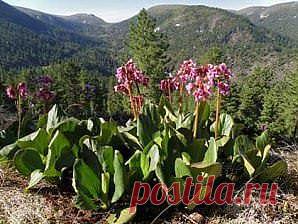 Бадан толстолистный | Рецепты народной медицины