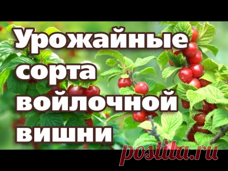 ЛУЧШИЕ СОРТА ВОЙЛОЧНОЙ ВИШНИ. ТОП СЕЗОНА 2020